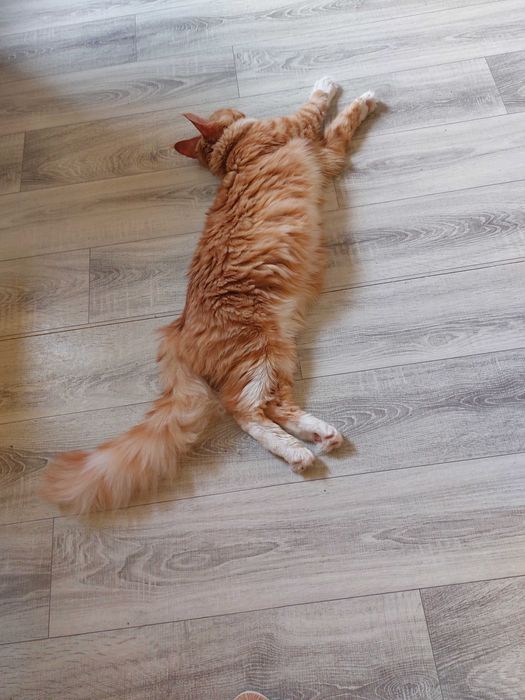 Kot Maine Coon rodowód FPL