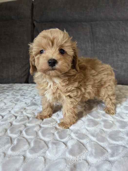 Maltipoo piesek suczka szczeniak