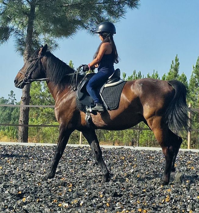 Cavalo Puro sangue Luistano