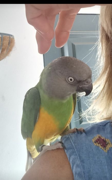 Papagaio do Senegal macho criado à mão + gaiola