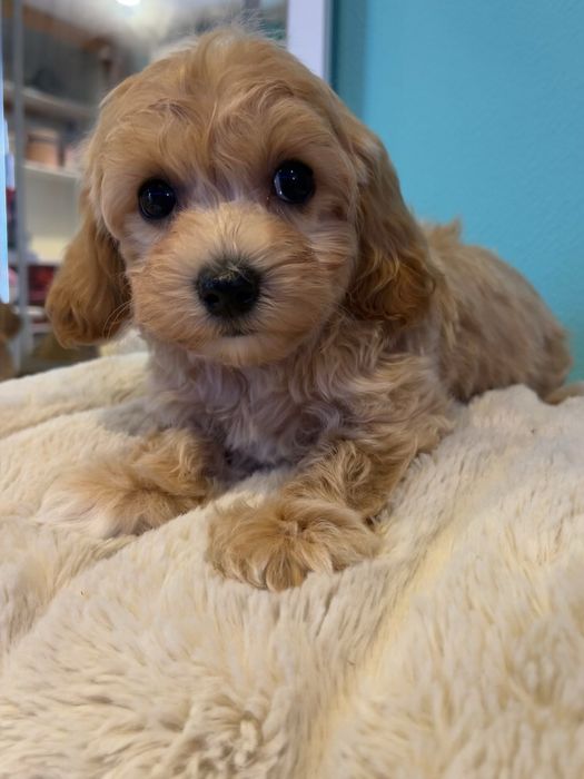 Супер хлопчик для супер родини