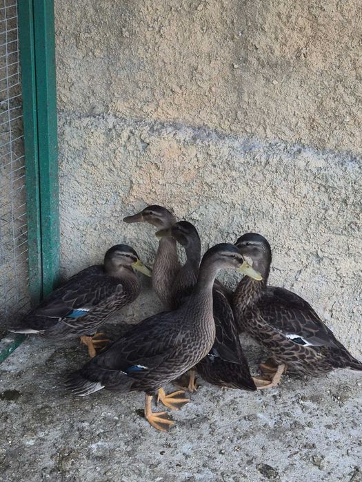 Patos Reais fêmeas