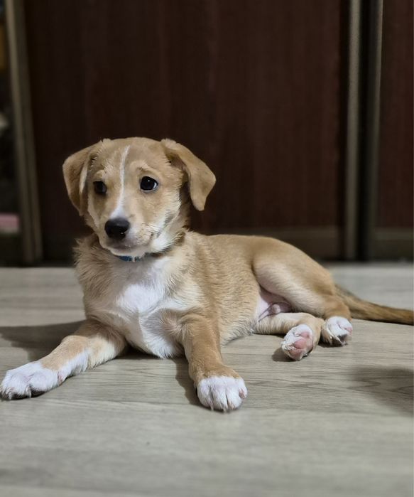 Джек расел терьер метисы