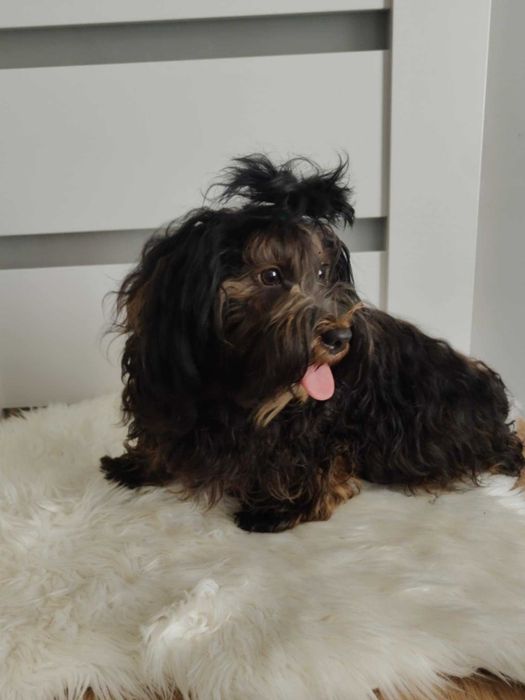 Hawańczyk suczka z rodowodem