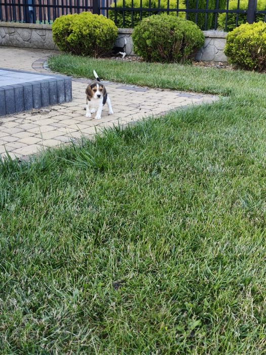 Sunia suczka Beagle gotowa do odbioru