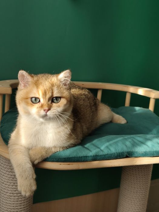 Британские золотая шиншила ny 11 ny12  by11