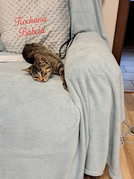 Kotka bura poleca się do adopcji
