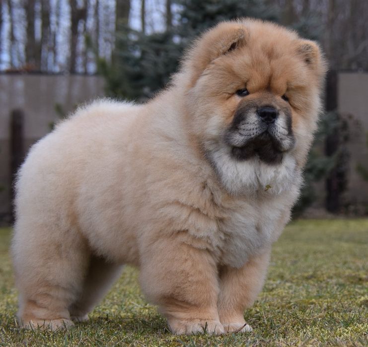 Chow Chow ( fci ) Łódź