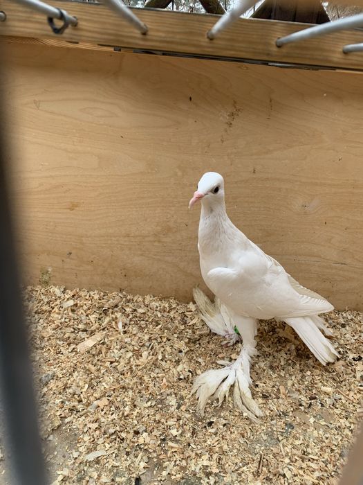 Samica bociana niemieckiego 25r