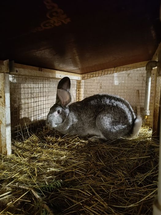 Кролі  Європейська шиншила