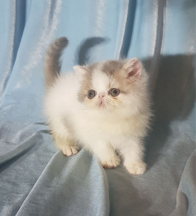 Экзоты, экзотические котята