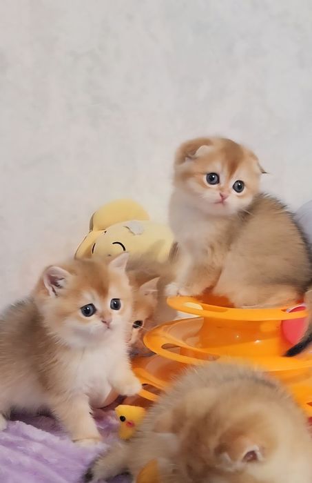 Шотландські кошенята золота шиншила