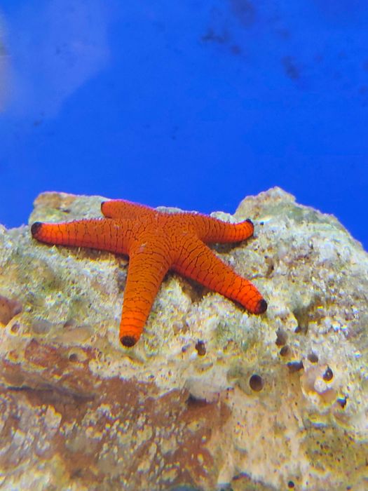 Rozgwiazda czerwona Fromia sp.  Starfish Red. Morskie