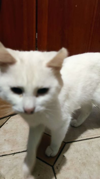 Безкоштовні милі котики