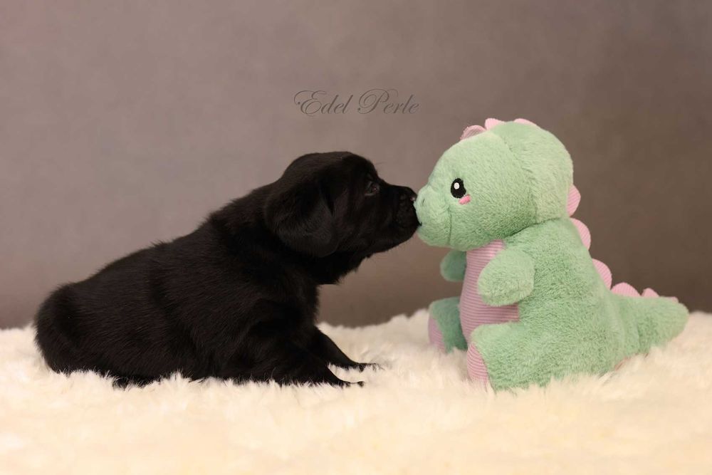 Labrador Retriever Czarny Samiec ZKwP FCI