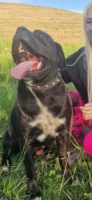 Кане корсо.вязка.родословная.КСУ