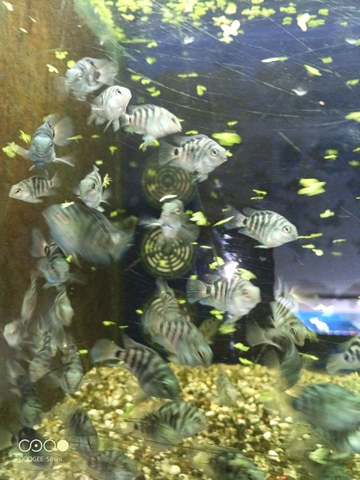 Papagaio anão jovem