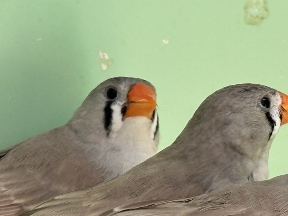 Casais de mandarins