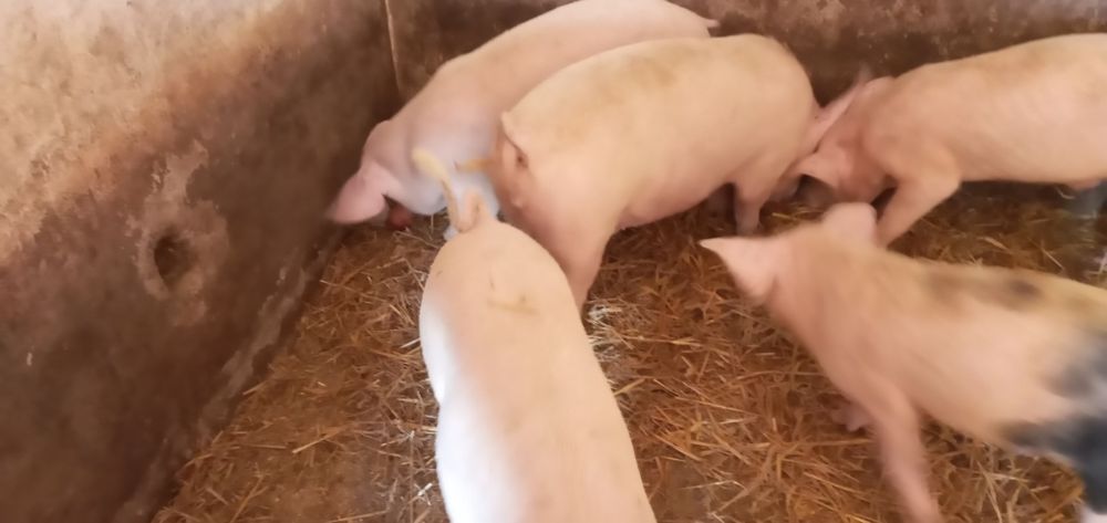 Продам кабанів на відгодівлю