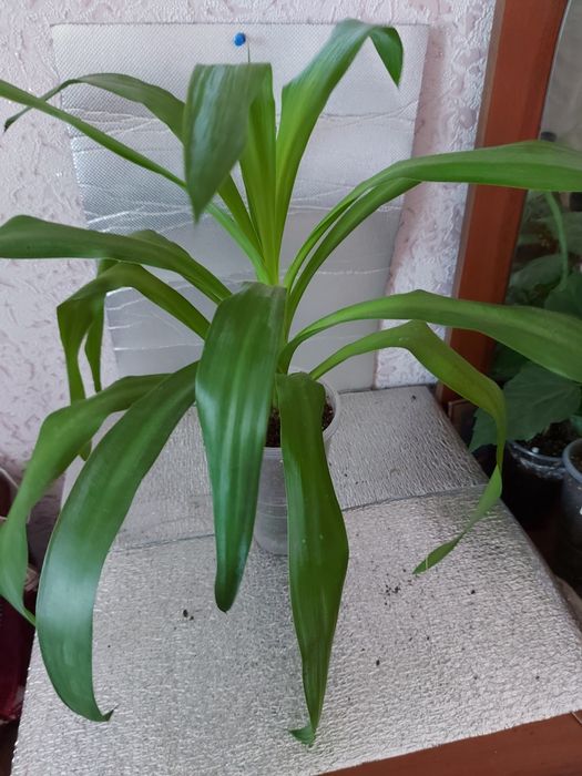 Юкка  слонова вічнозелена рослина,драцена запашна