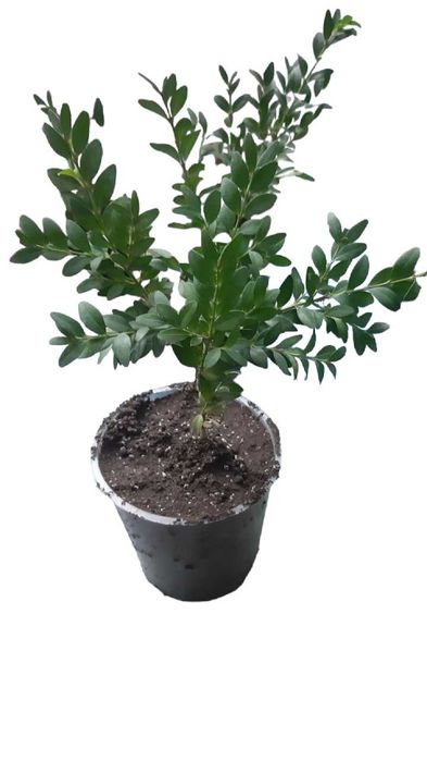 Саджанці самшиту