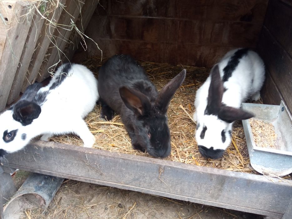 Olbrzym srokacz nadwyżka