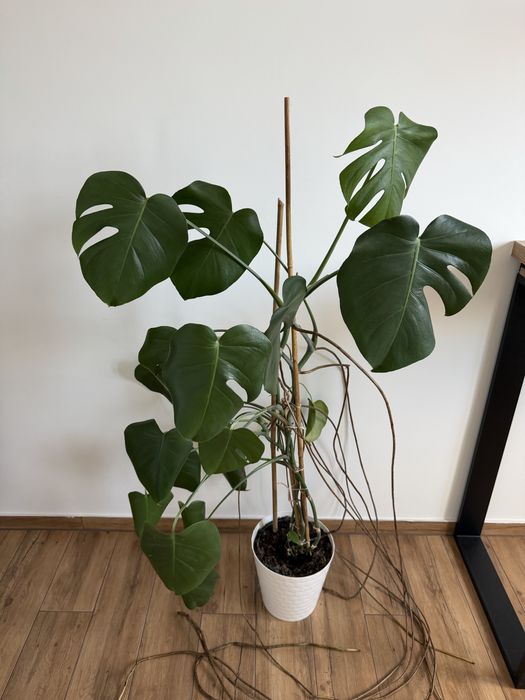 Monstera kwiatek