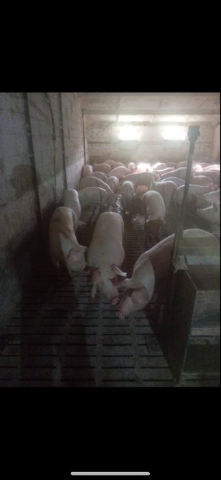 Продам свиней 100 грн