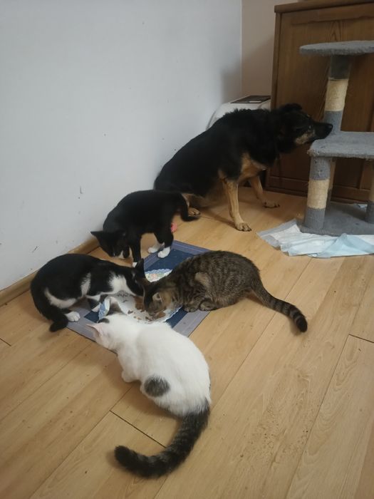 Kropek kocurek pięć miesięcy zdrowy