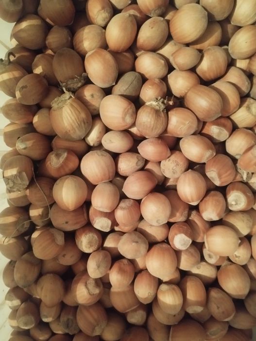 Sprzedam orzechy laskowe