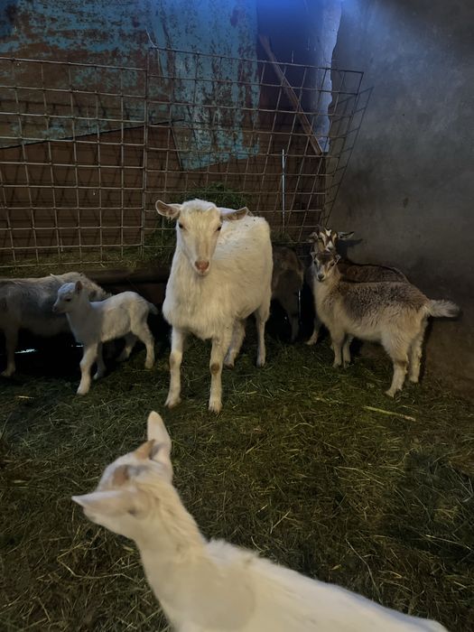 Продам козу заневську