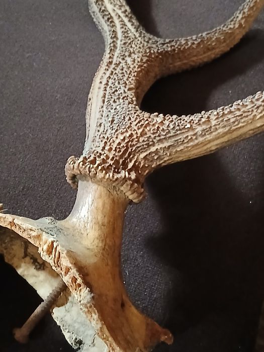 Stare poroże,rogi waga 2,20 kg