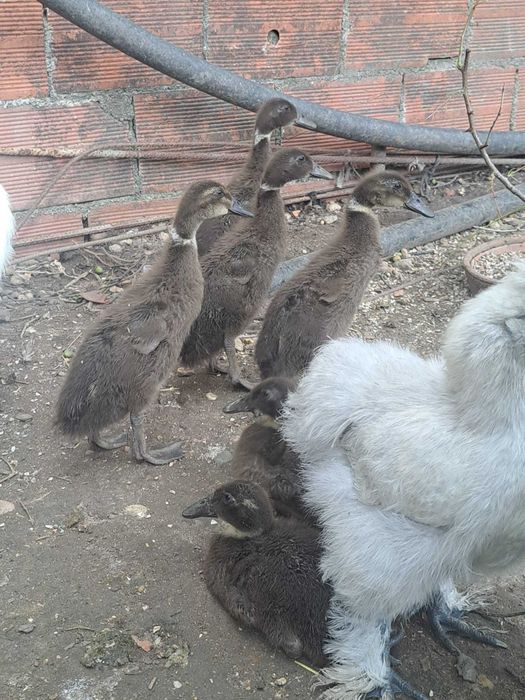 Patos Indianos Corredores