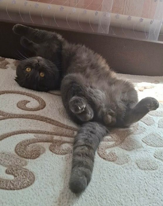 Чистокровний Шотландський котик ( скоттіш фолд )
