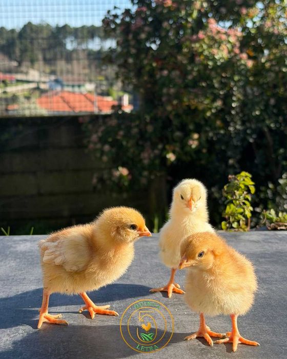 Pintos com 1 Semana – Comece Já a Sua Criação