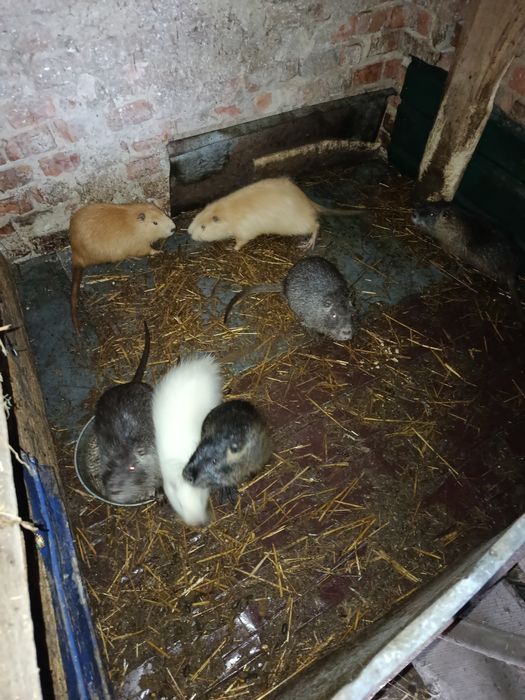 Продам гарних звірів Нутрія нутрій