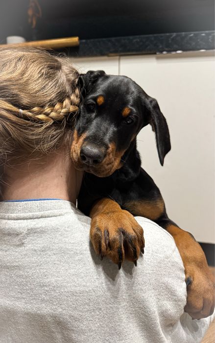 Doberman FCI suczka