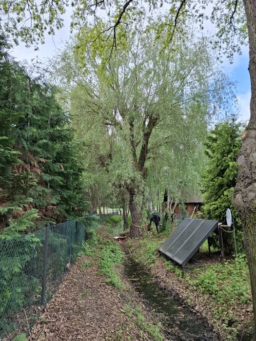 Wycinka drzew metodą linową, usuwanie posuszu i wiatrołomów