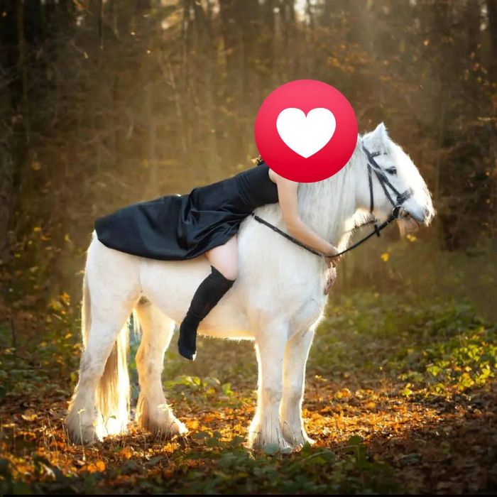 Klacz Irish cob skoki
