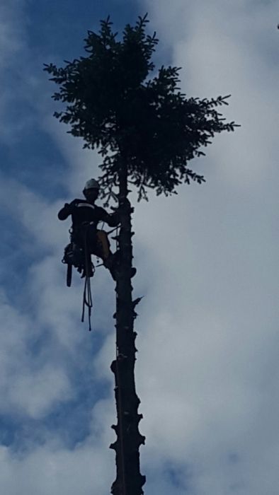 Usuwanie, wycinka drzew, Alpinistycznie, linowo, rębak, Super ceny