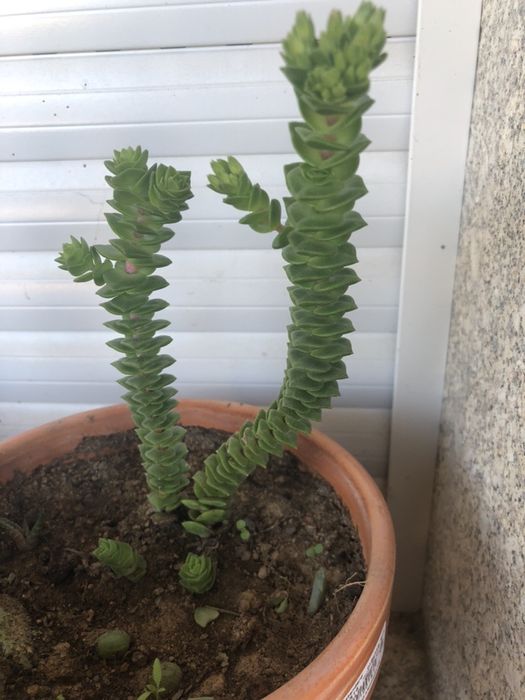 Cactos suculentas