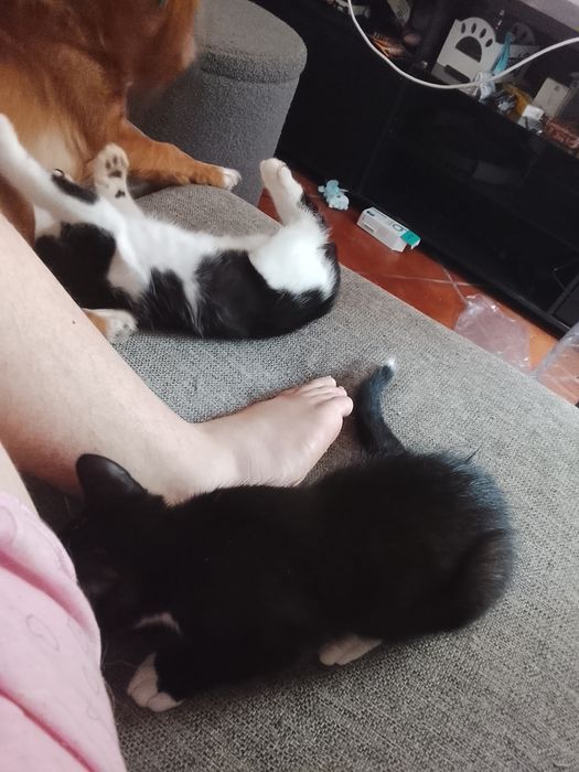 Gatinho e gatinha