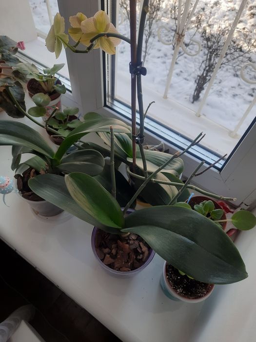 Отцвівші орхідеї.