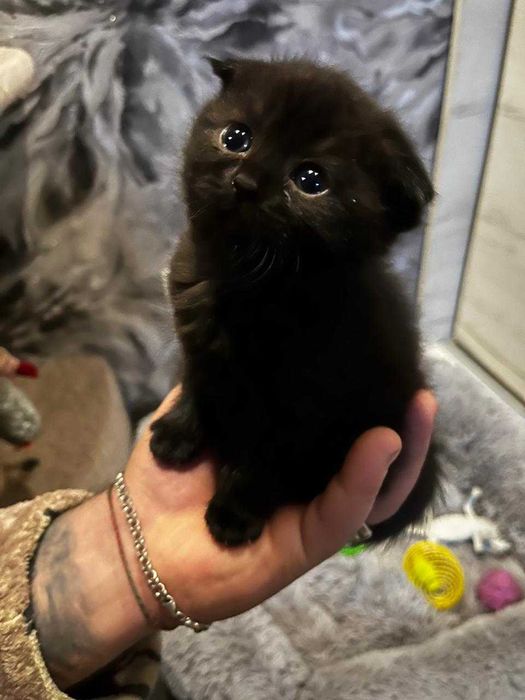 Кошенята плюшові