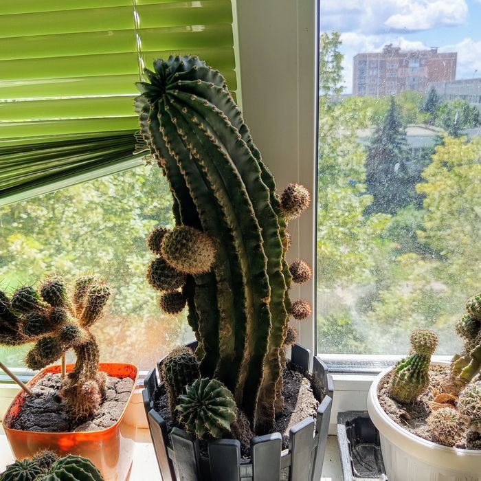 Продам кактуси Ехінопсіс трубкоквітковий (Echinopsis tubiflora).