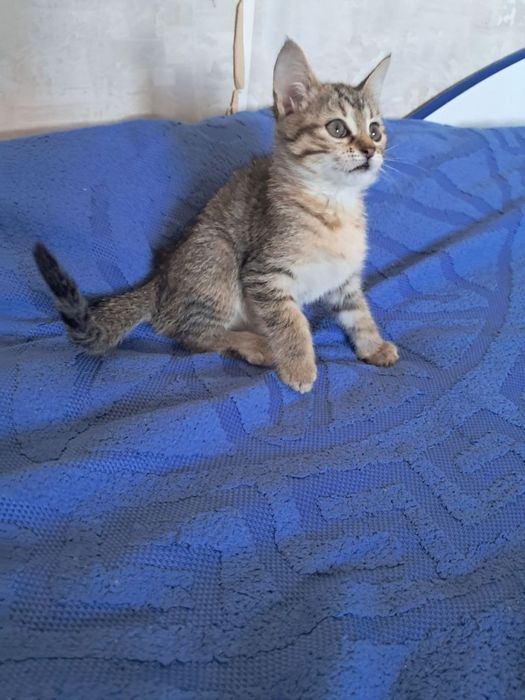 Маленькая радость