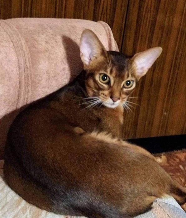 Абиссинский котенок с правом разведения