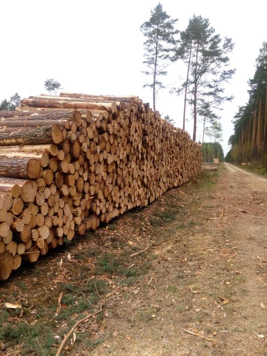 Wycinka drewna, pozyskanie i zrywka drewna, usługi leśne, skup drewna na pniu, mulczowanie powierzchniowe, rekultywacja działek