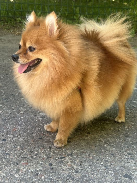 Sprzedam suczke rasy pomeranian
