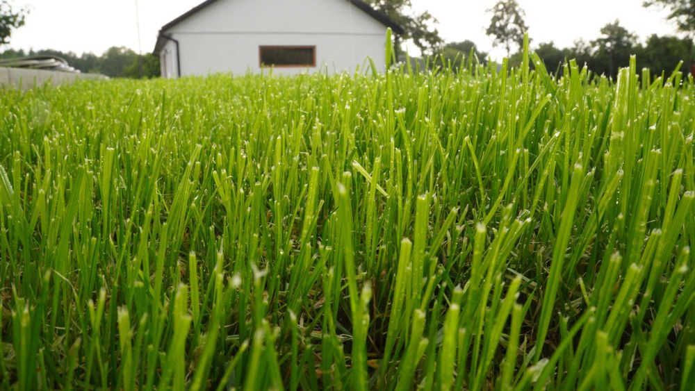 Zakładanie trawników, systemy nawadniające, usługi ogrodnicze